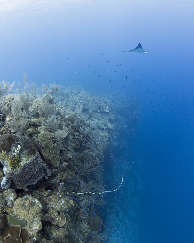 Ambassador Divers — Scuba Diving in Seven Mile Beach, Grand Cayman photo 2