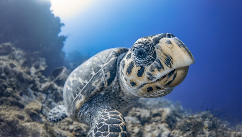 Ambassador Divers — Scuba Diving in Seven Mile Beach, Grand Cayman photo 3