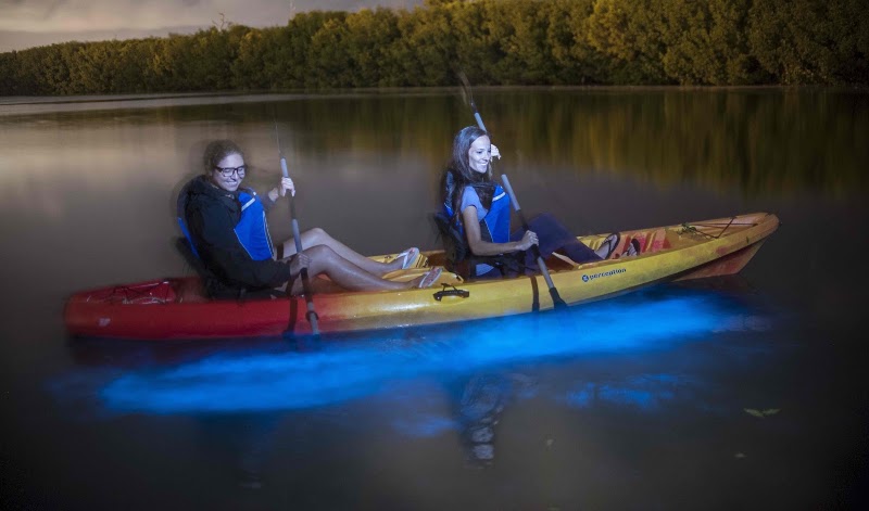 Cayman Kayaks — Kayak & Eco Tours