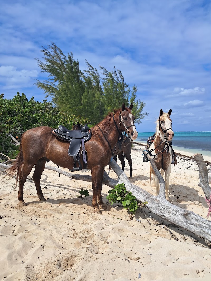 Coral Stone Stables — Horseback Riding in West Bay, Grand Cayman photo 2