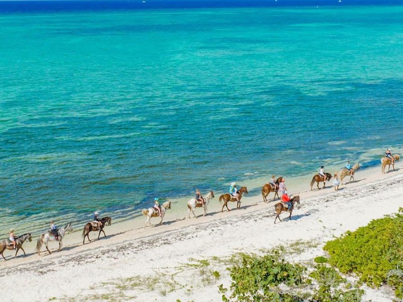 Coral Stone Stables — Horseback Riding in West Bay, Grand Cayman photo 3