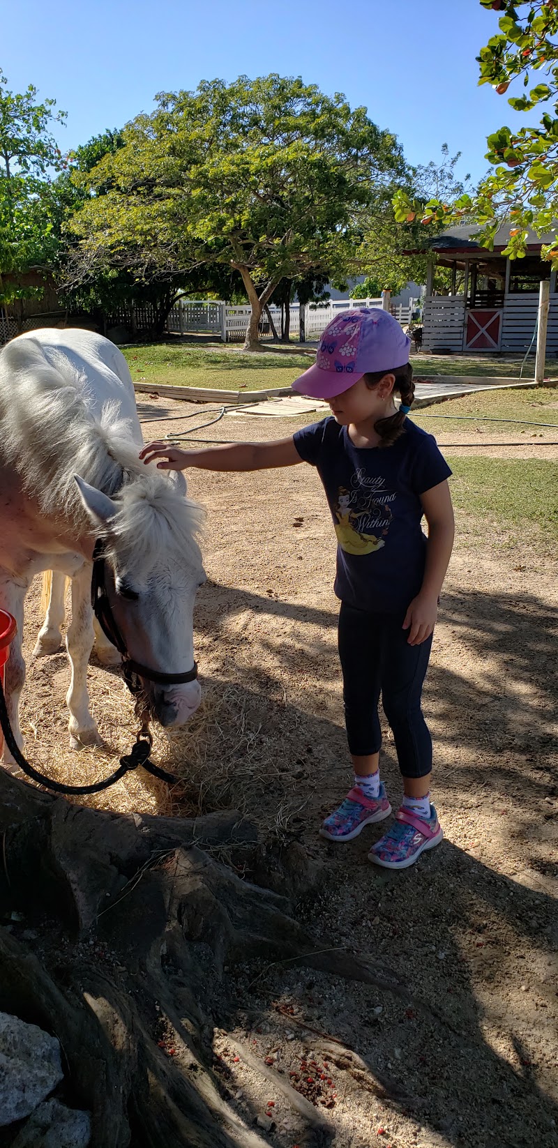 Equestrian Center — Riding Instruction in George Town, Grand Cayman photo 2