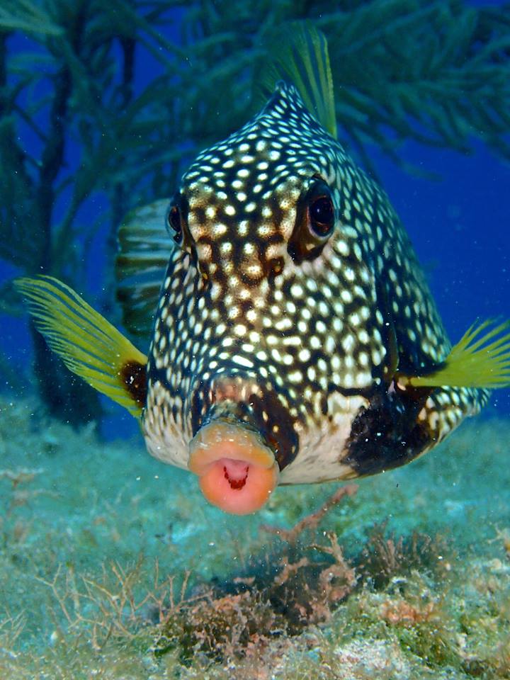 Indigo Divers — Dive Shop in West Bay, Grand Cayman photo 2