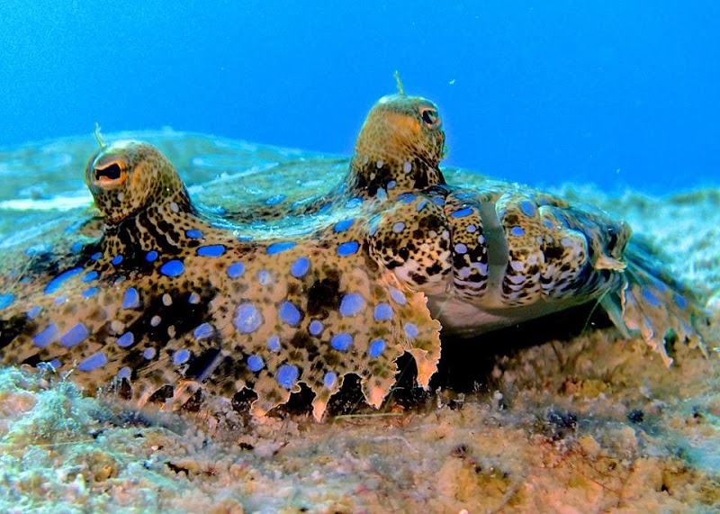 Indigo Divers — Dive Shop in West Bay, Grand Cayman photo 3