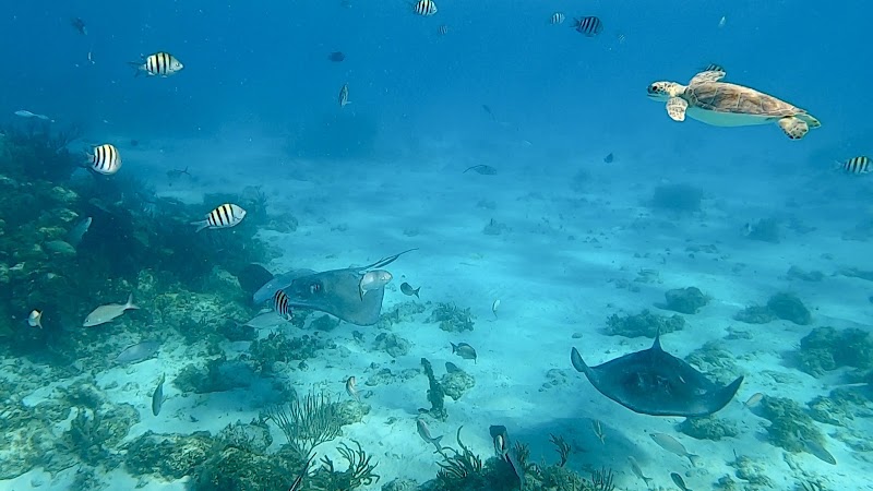 Island Splash Watersports — Boat Charters in West Bay, Grand Cayman photo 3