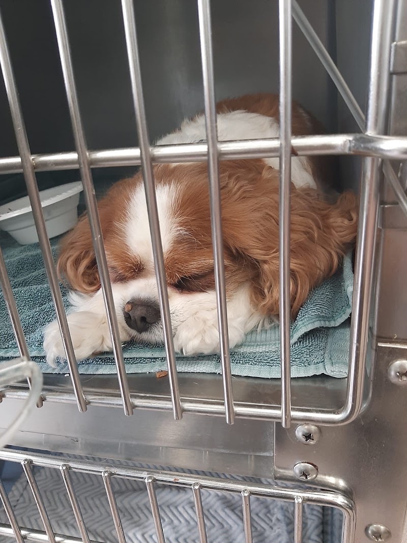 Island Veterinary Services — Veterinary Hospital in George Town, Grand Cayman photo 3