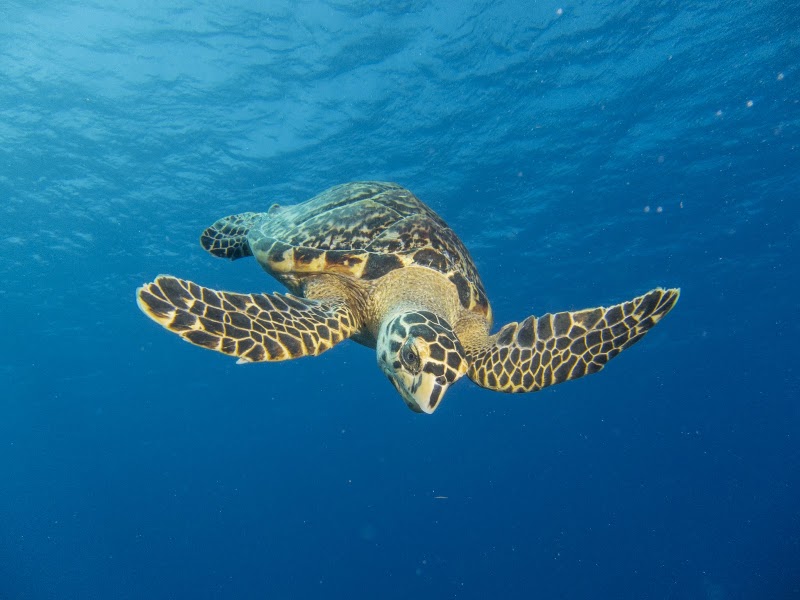 Living the Dream Divers — Scuba Diving in George Town, Grand Cayman photo 2