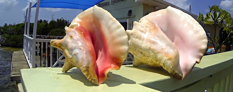 Morgan's Seafood — Seafood in West Bay, Grand Cayman photo 2