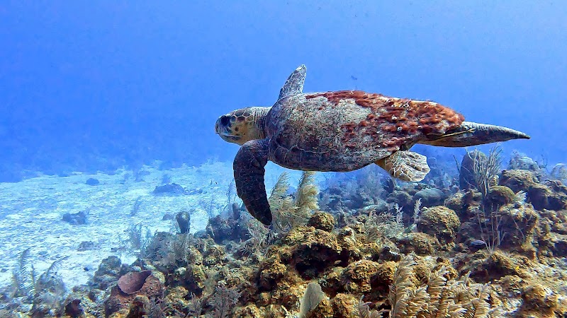 Off The Wall Divers — Scuba Diving in George Town, Grand Cayman photo 2