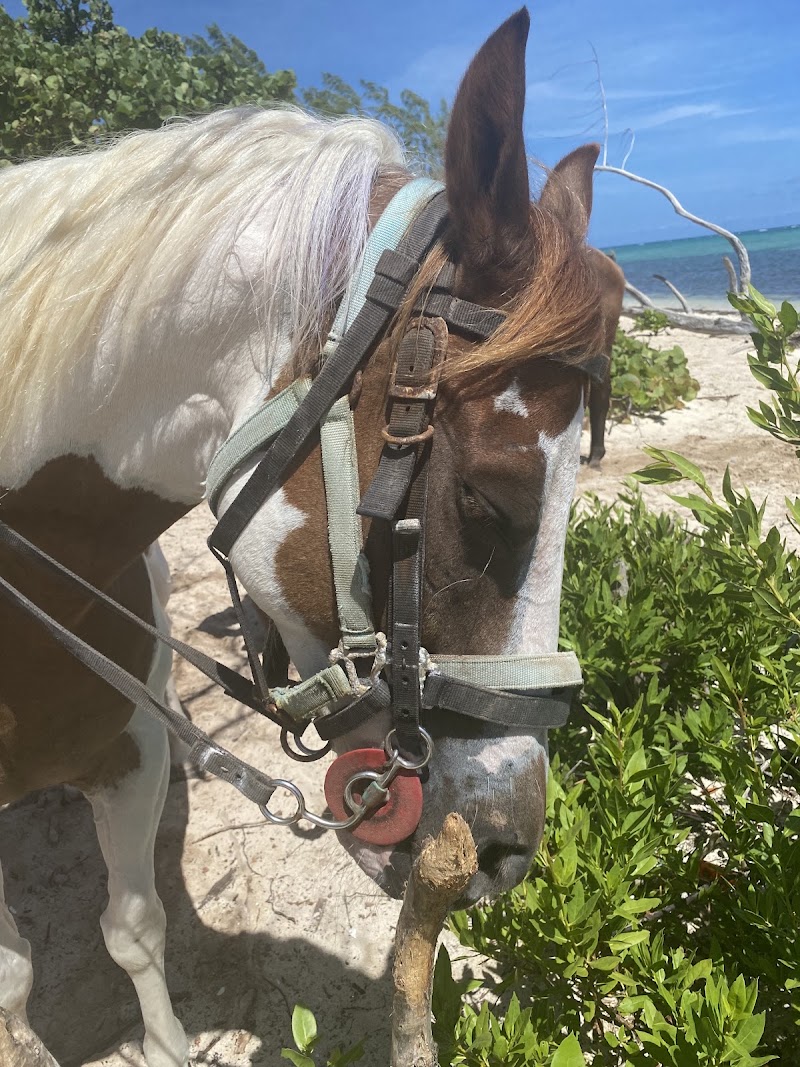 Pampered Ponies Ltd — Horseback Riding Tours in West Bay, Grand Cayman photo 2