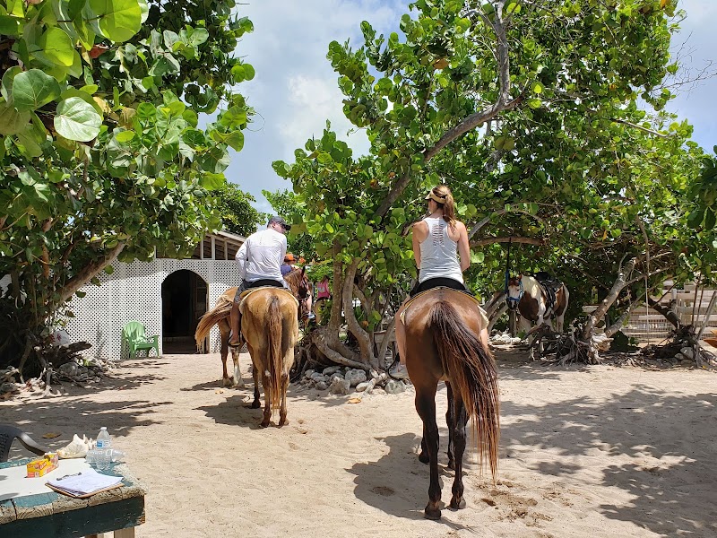 Pampered Ponies Ltd — Horseback Riding Tours in West Bay, Grand Cayman photo 3