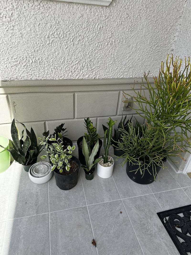 Power Flower — Landscaping in George Town, Grand Cayman photo 1