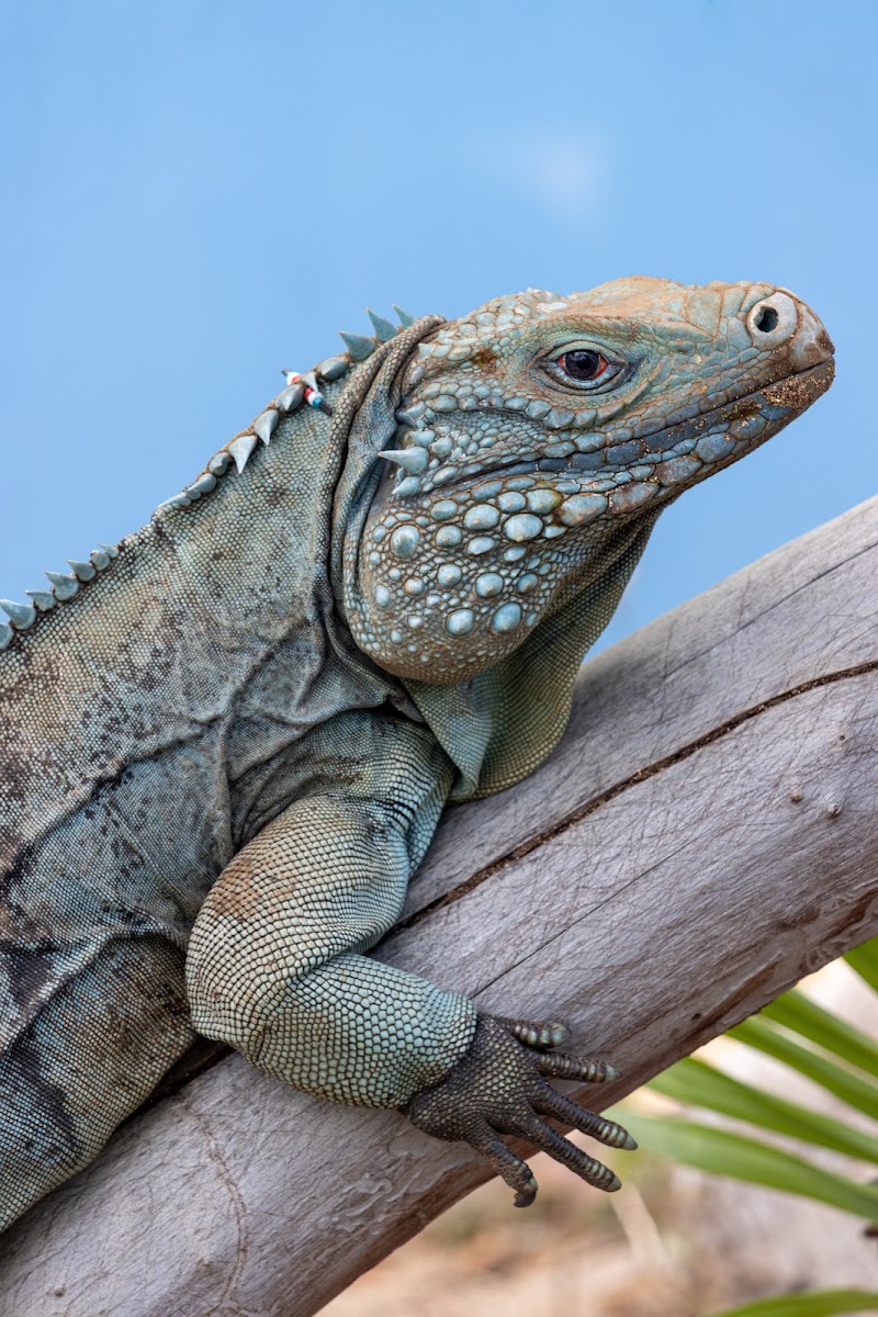 Queen Elizabeth II Botanic Park — Nature & Garden