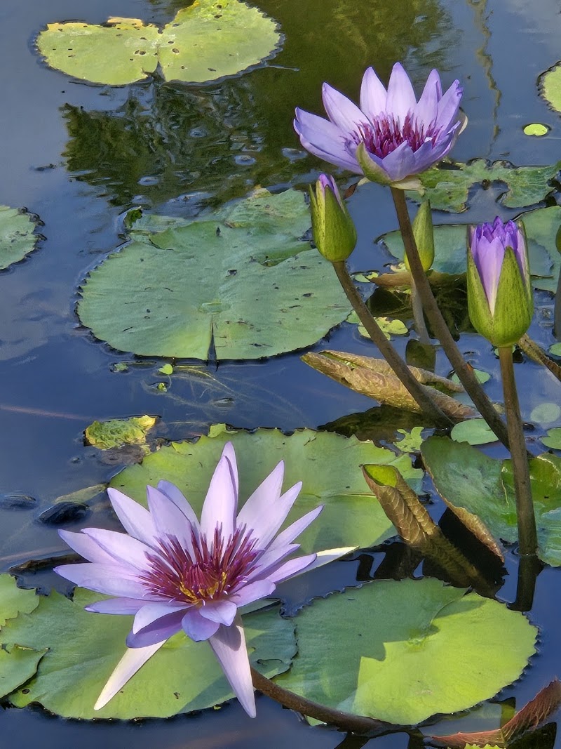 Queen Elizabeth II Botanic Park — Nature & Garden in North Side, Grand Cayman photo 3