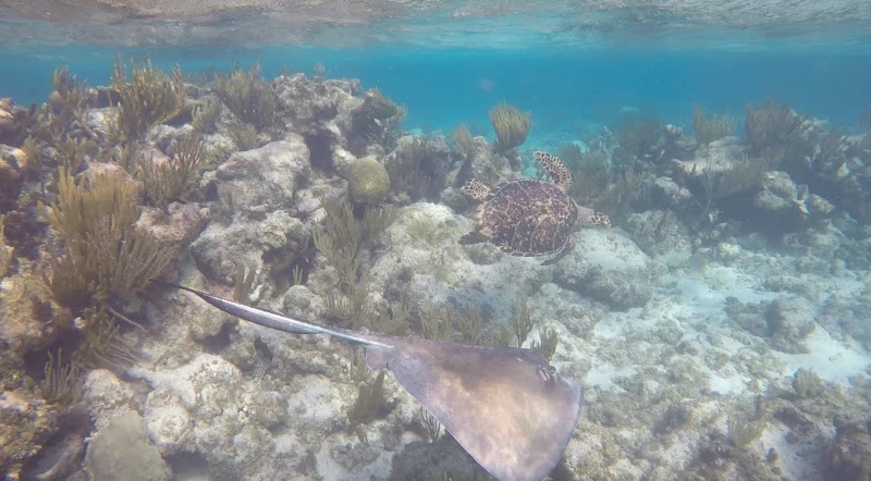 Six Senses Cayman Adventures — Tour Operator in Cayman Kai, Grand Cayman photo 2