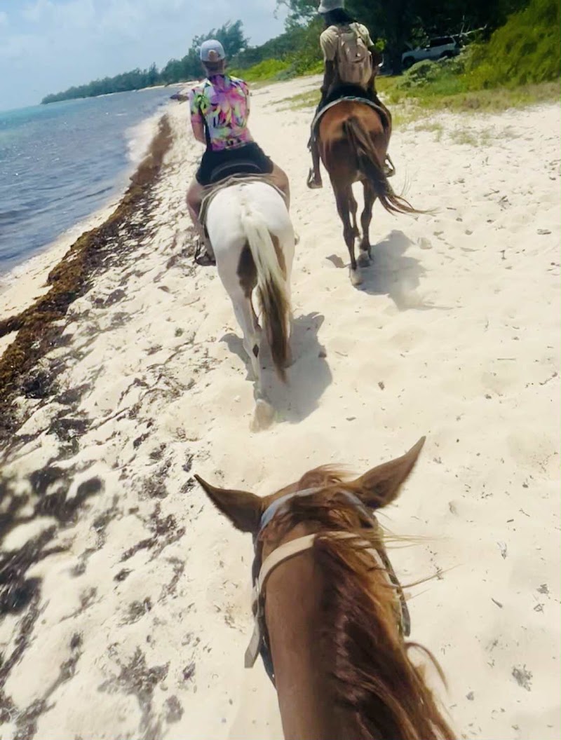 Spirit of the West — Horseback Riding Tours in West Bay, Grand Cayman photo 3