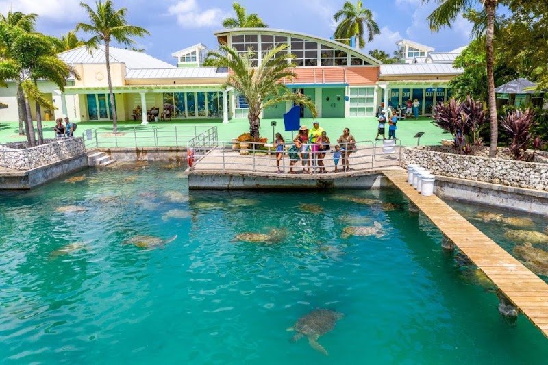 The Blue Turtle