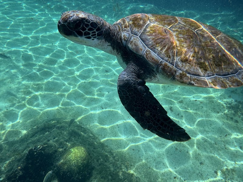 The Blue Turtle — Home & Gift in Camana Bay, Grand Cayman photo 3
