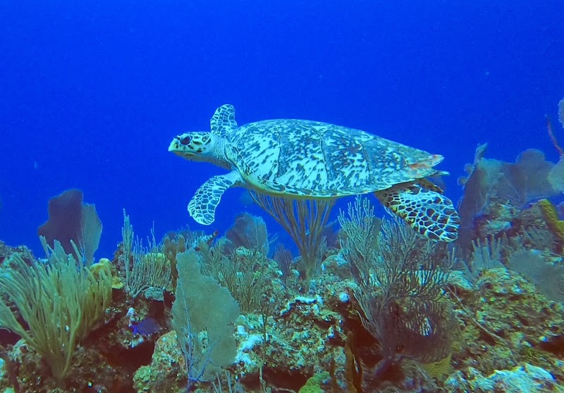 Tortuga Divers — Scuba Diving in East End, Grand Cayman photo 2