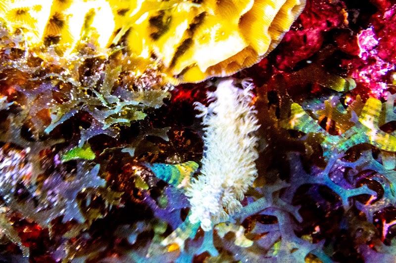 Tortuga Divers — Scuba Diving in East End, Grand Cayman photo 3