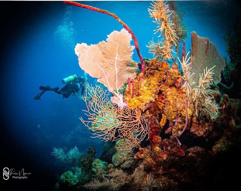 Wall to Wall Diving — Technical Diving in West Bay, Grand Cayman photo 3